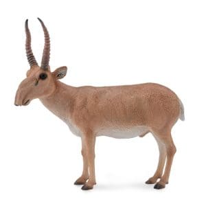 Saiga Antelope