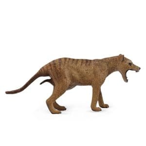 Thylacine (Tasmanian Tiger) Female
