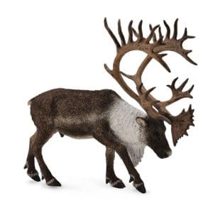Woodland Caribou