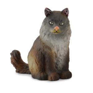 Norwegian Forest Cat - Sitting