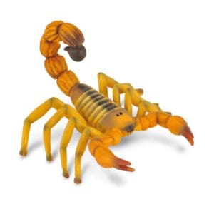 Yellow Fat-Tailed Scorpion