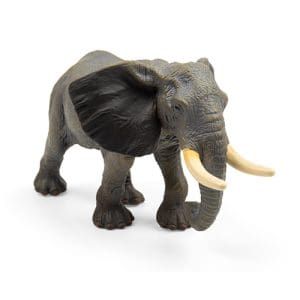African Elephant