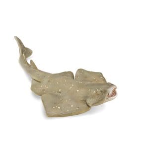 Angel Shark