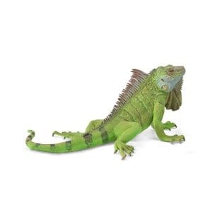Iguana