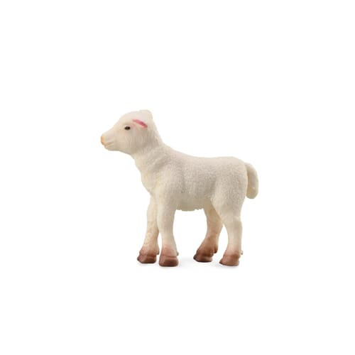 Lamb Lamb