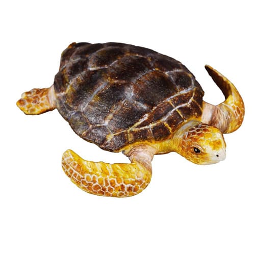 Loggerhead Turtle Loggerhead Turtle