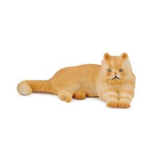 Persian Cat - Lying
