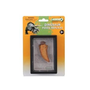 Side Tooth of Tyrannosaurus Rex Boxed Set