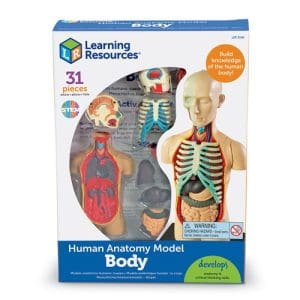 Anatomy Model - Human Body