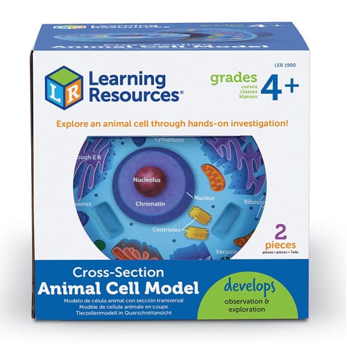Cross-Section Animal Cell Model Cross-Section Animal Cell Model