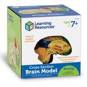 Cross-Section Human Brain Model