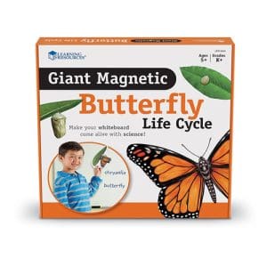 Giant Magnetic Butterfly Life Cycle