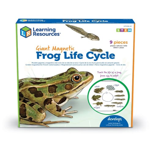 Giant Magnetic Frog Life Cycle Giant Magnetic Frog Life Cycle