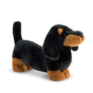 Borealis Koda Dachshund 15